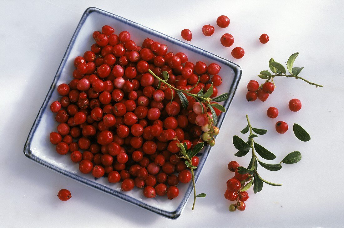 Lingonberries on a square porcelain plate and some next to it