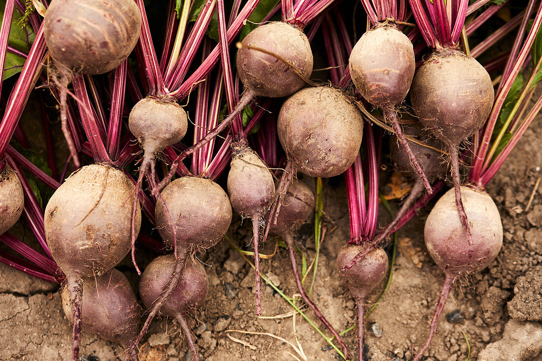 Fresh beetroots taken out of the ground in the garden