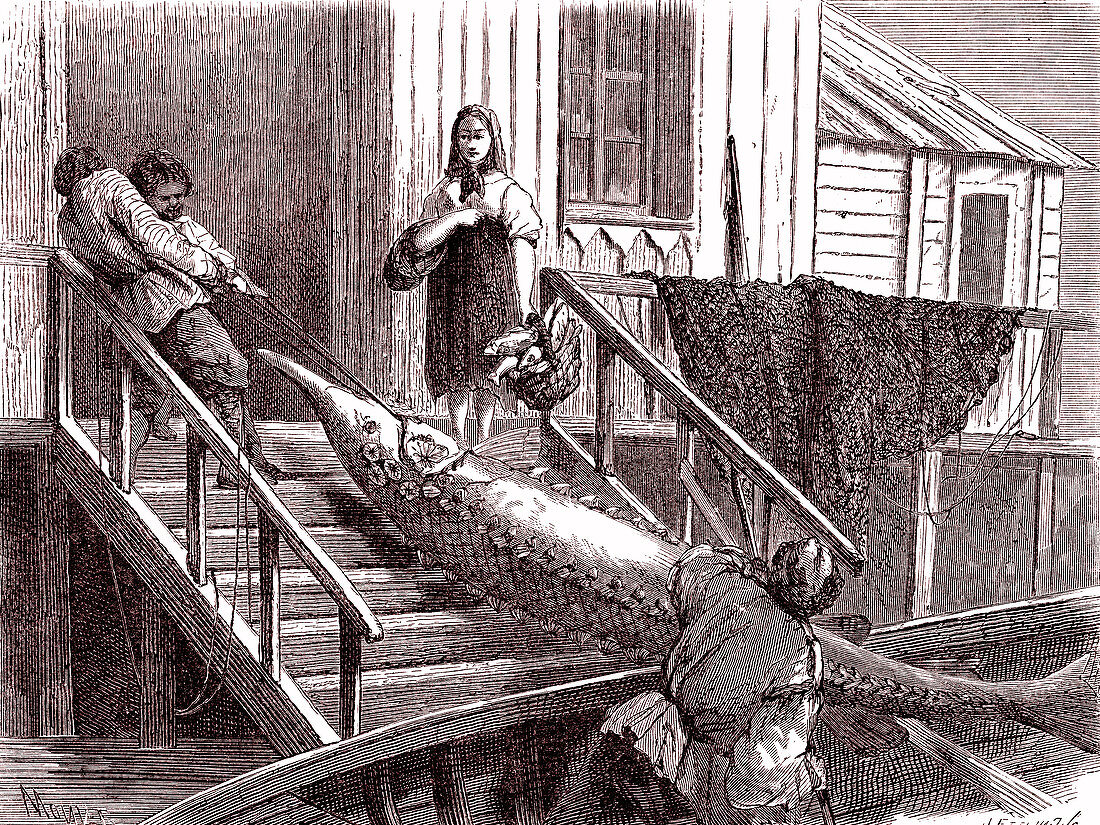 Landing a sturgeon, 19th century illustration