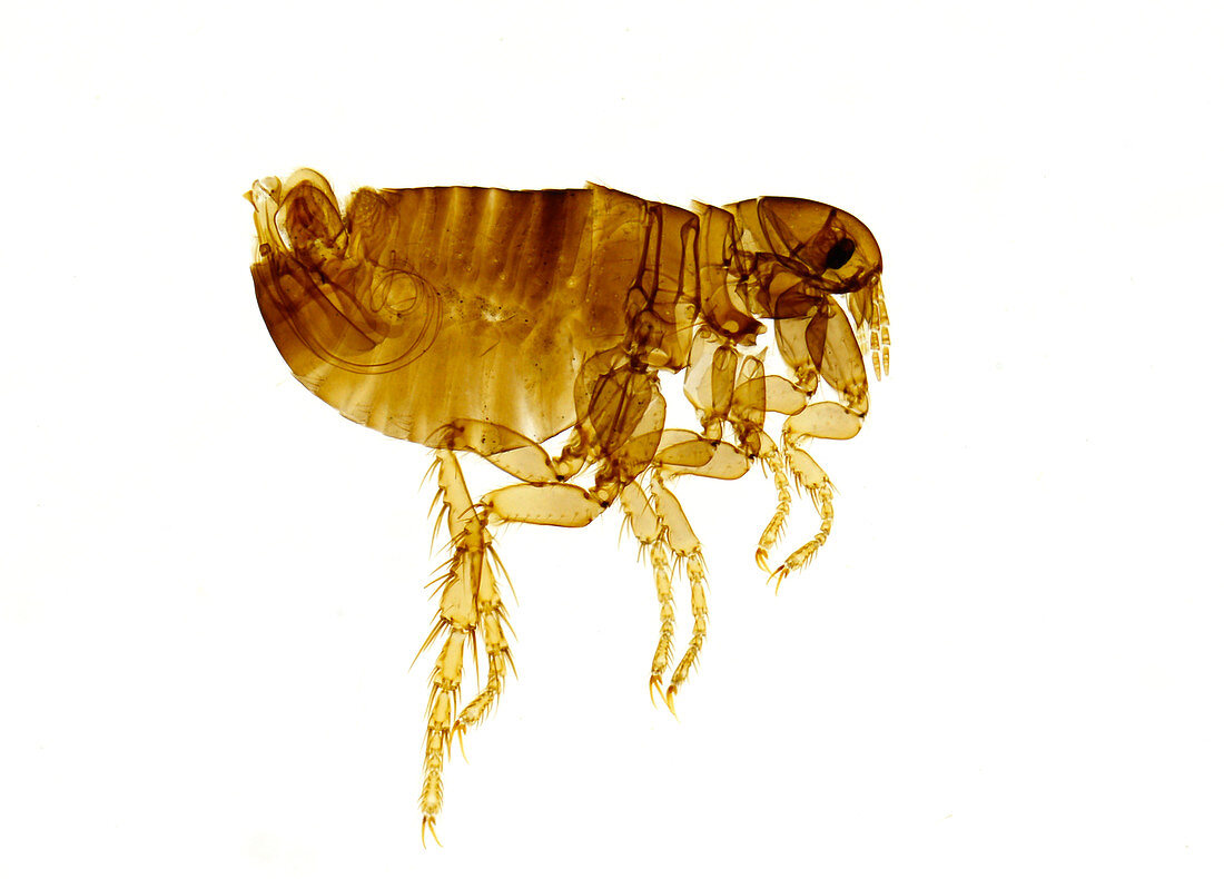Human flea male, light micrograph