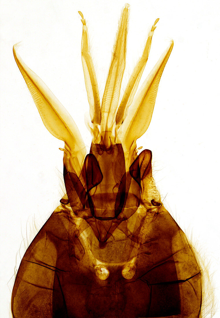 Honey bee worker mouth parts, light micrograph