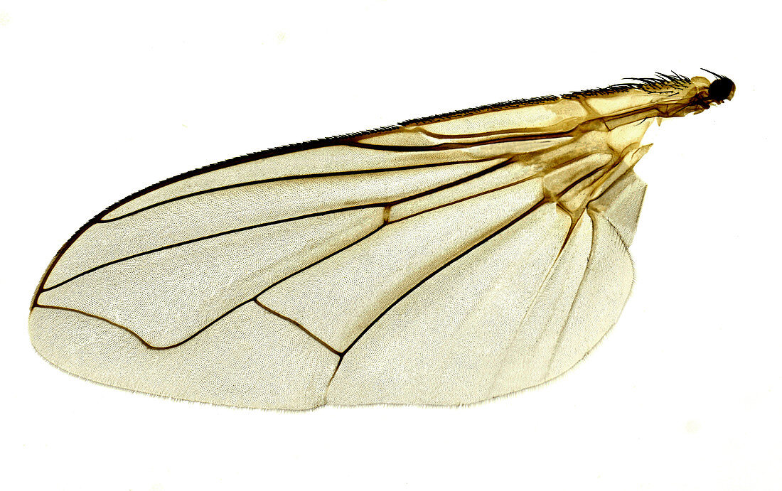 Housefly wing, light micrograph