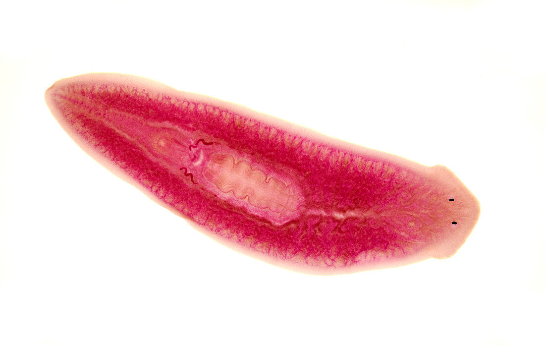Planarian flatworm, light micrograph