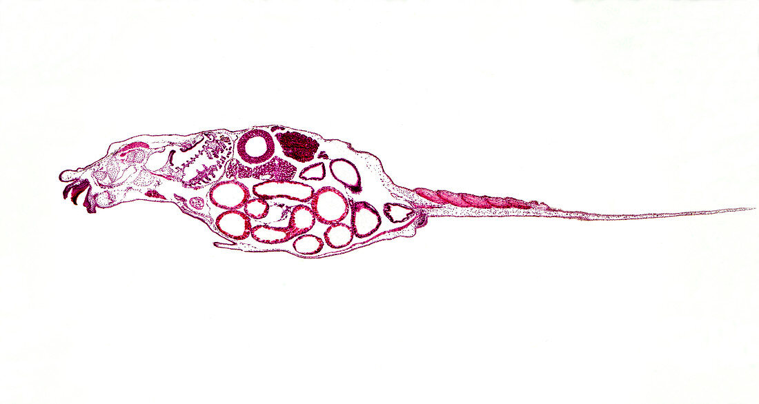 Frog tadpole, light micrograph