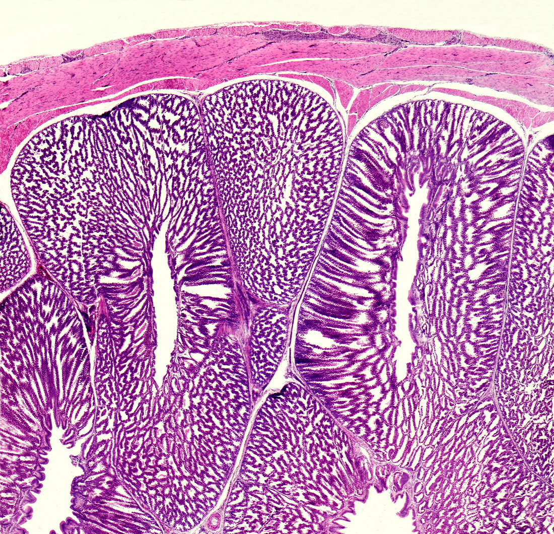 Glandular stomach of a chicken, light micrograph