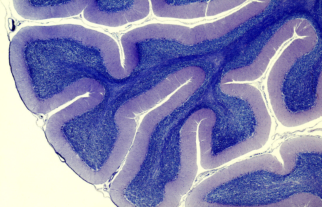 Human brain cerebellum, light micrograph