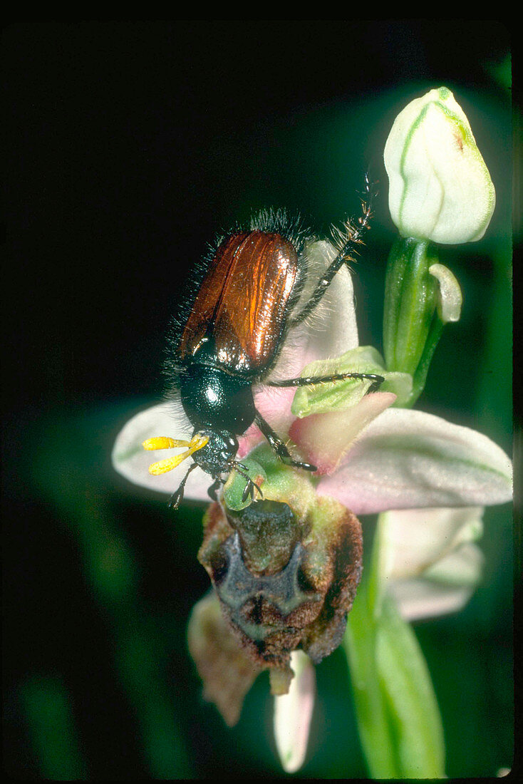 Pollination of orchid flower