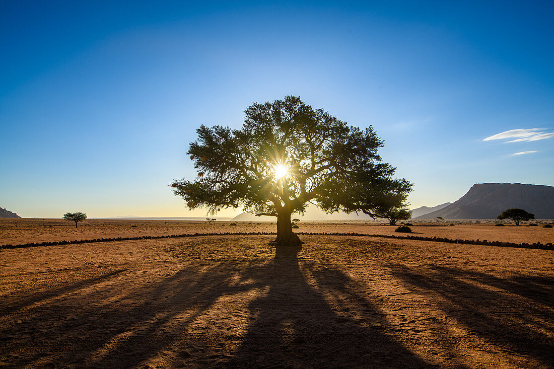 Sun shining through a tree, Namibia