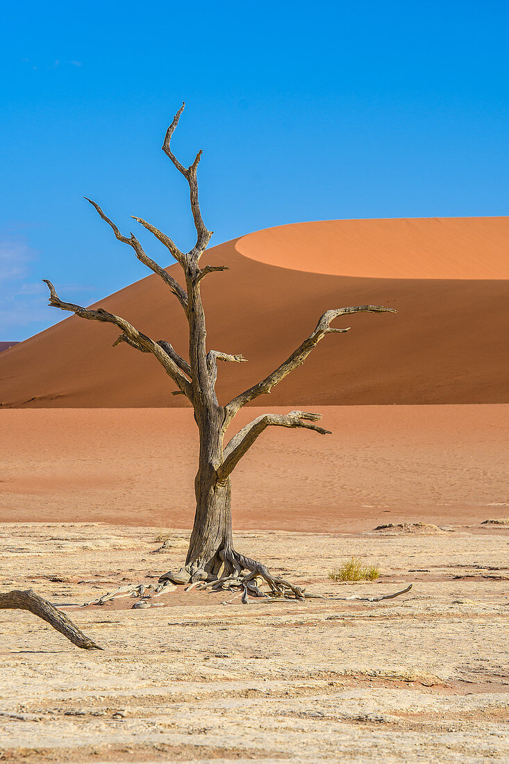 Dead tree in desert, Namibia