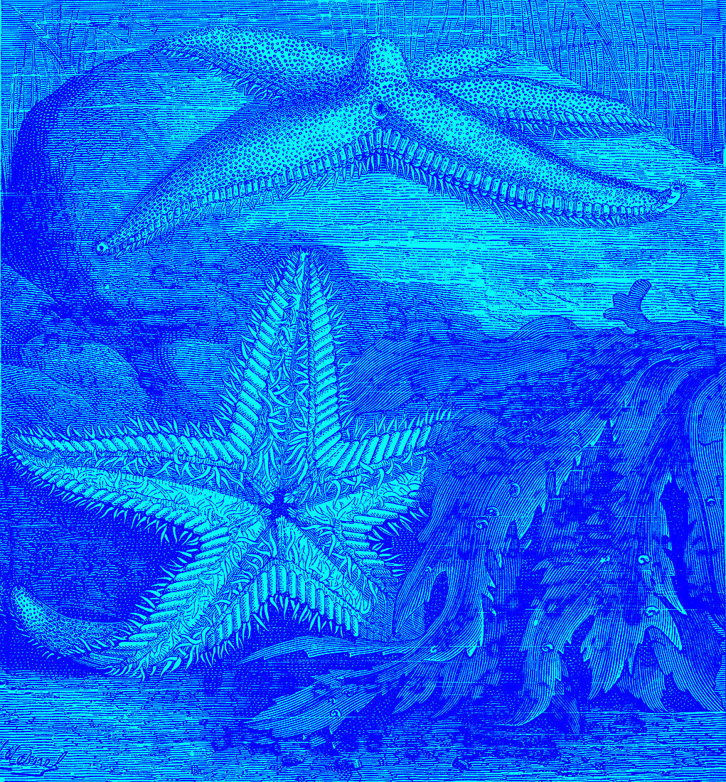 Starfish, 19th century illustration