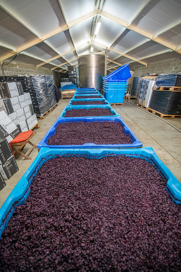 Harvested grapes at winery