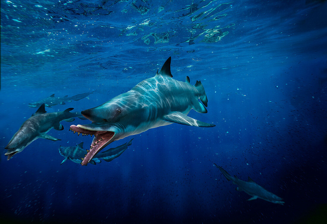Edestus prehistoric shark, illustration