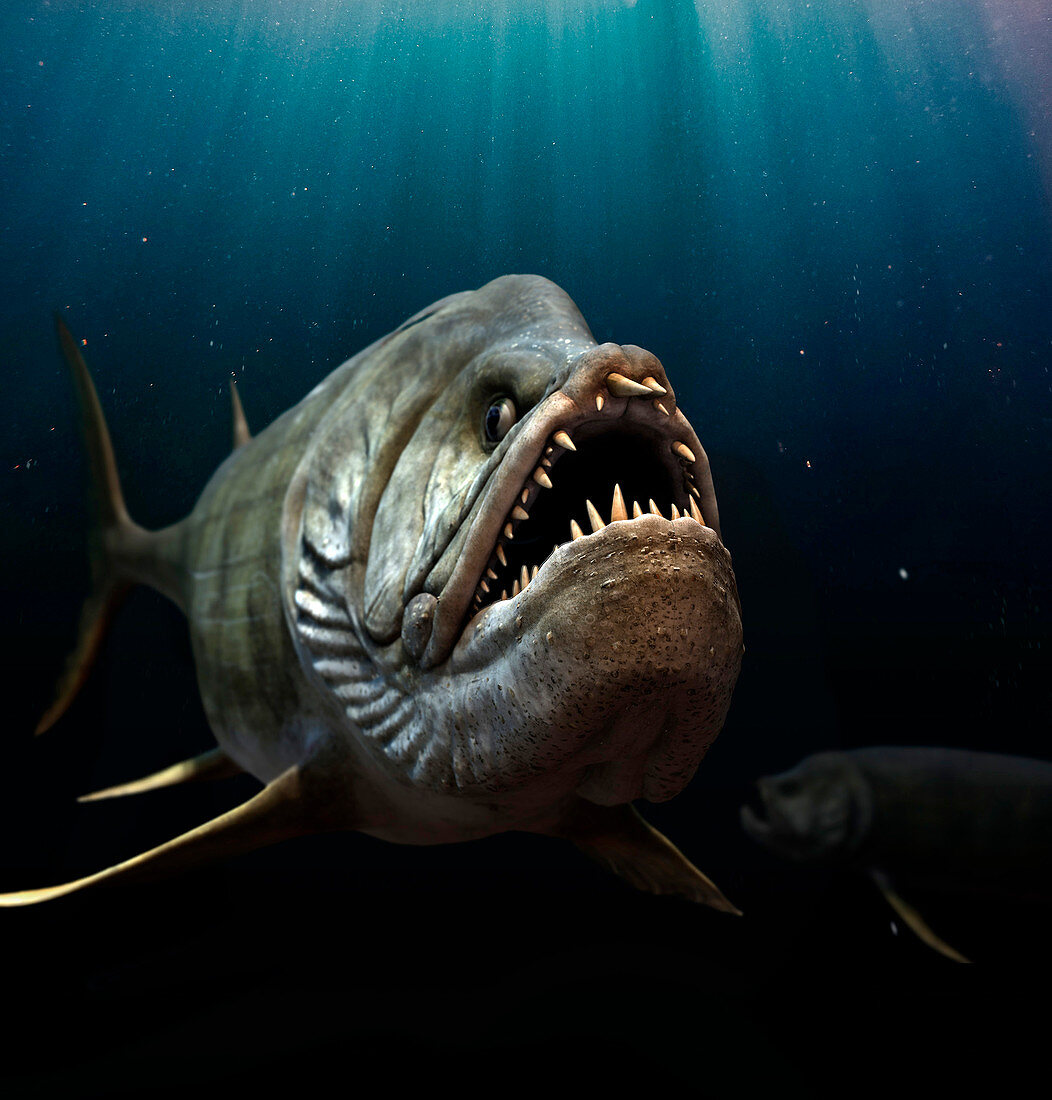 Xiphactinus prehistoric fish, illustration