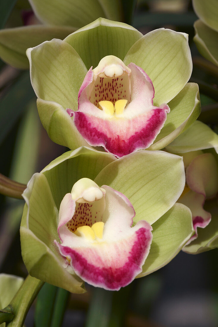 Boat orchid (Cymbidium sp.) flowers