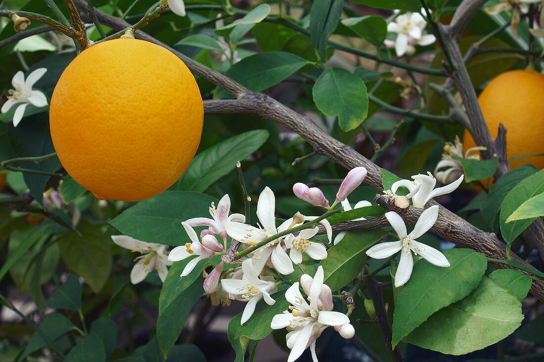 Meyer lemon (Citrus x meyeri) fruit and flowers