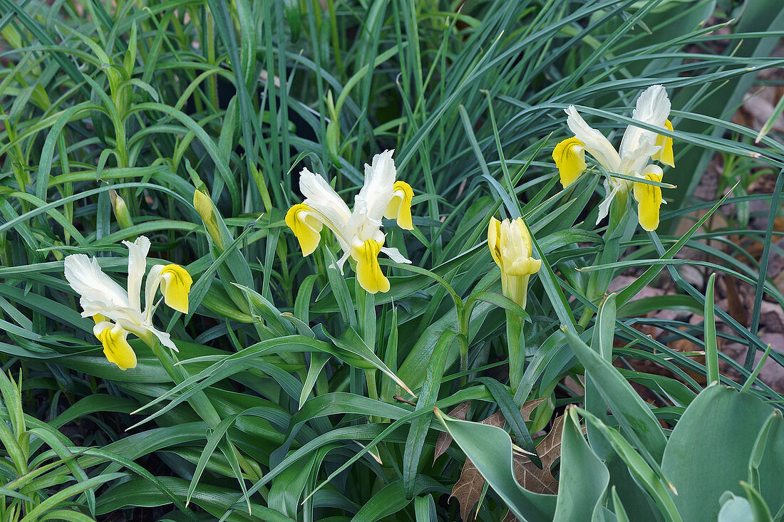 Corn-leaved juno iris (Iris bucharica) flowers