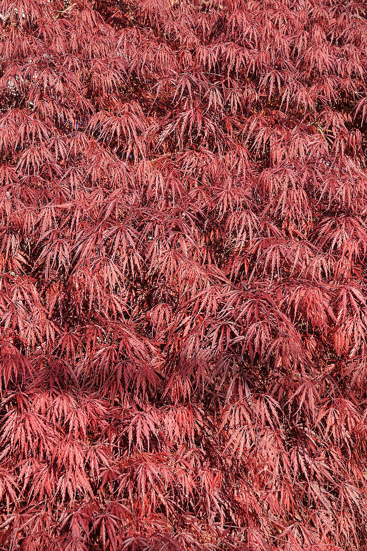 Japanese maple (Acer palmatum) foliage