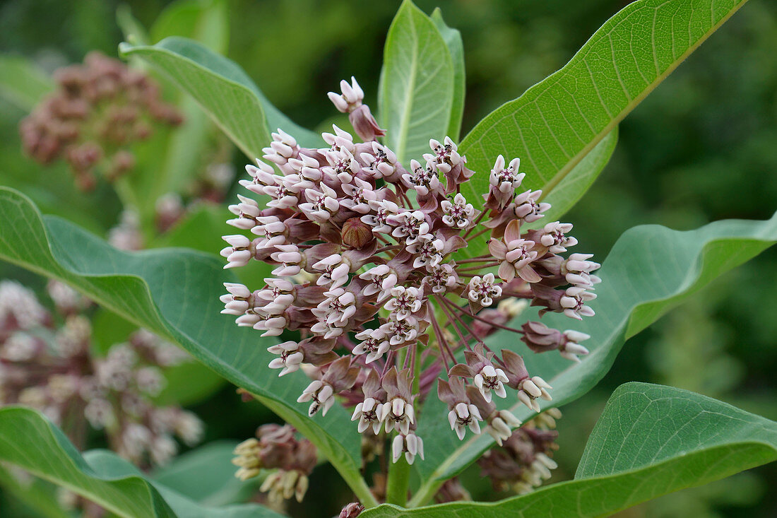 Common milkweed (Asclepias syriaca) flowers
