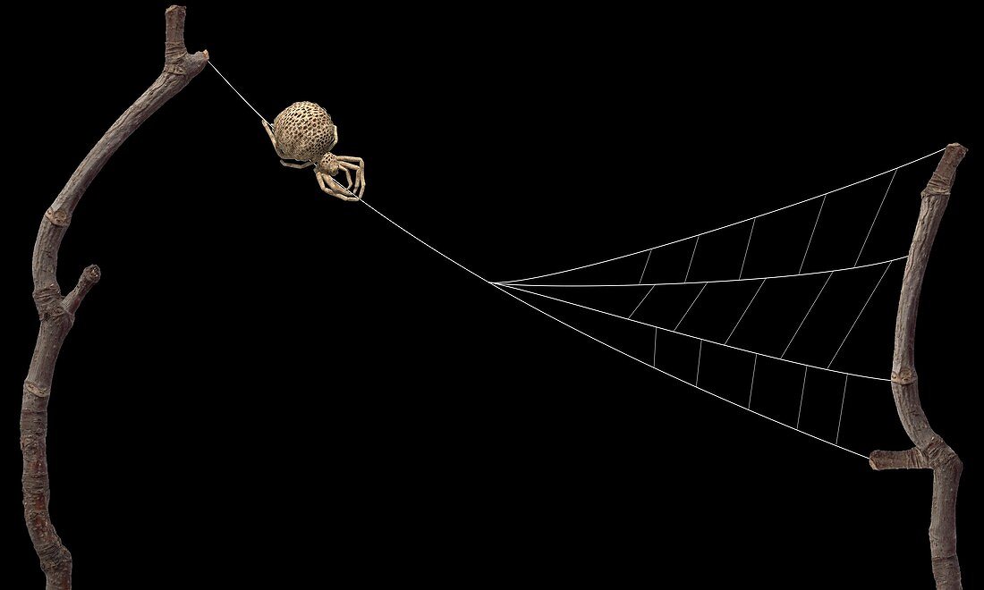 Triangle weaver spider, illustration