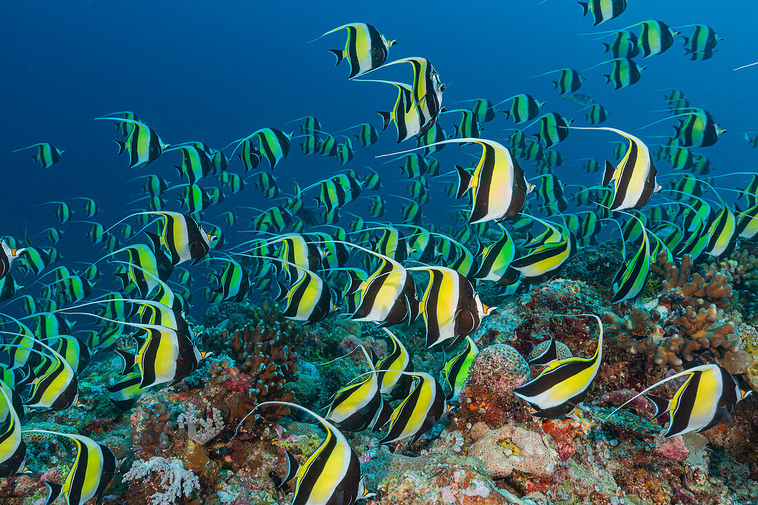 Moorish idol spawning aggregation