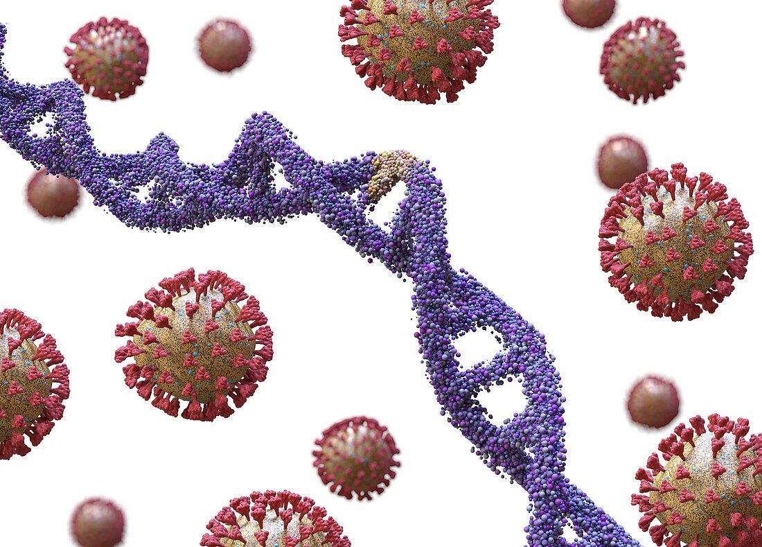 Genetic susceptibility to Covid-19, conceptual illustration