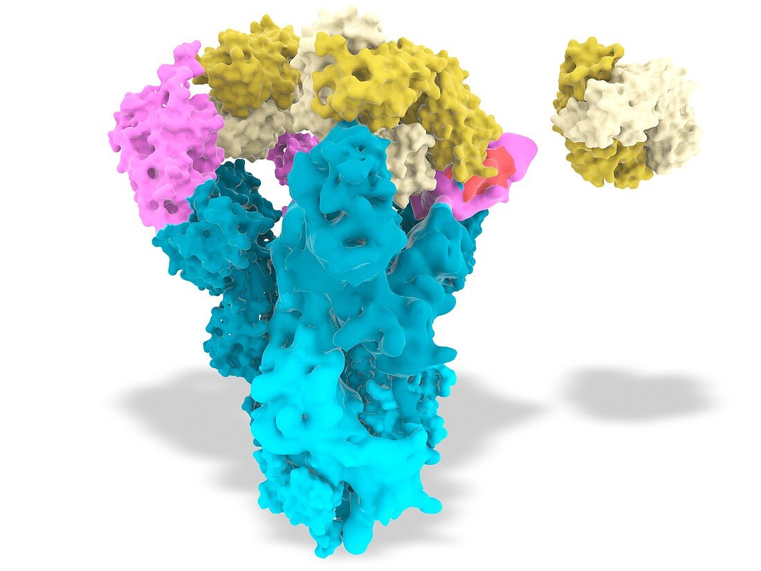 Nanobodies and Covid-19 virus spike protein, illustration