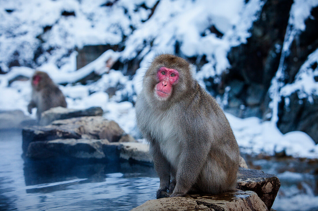 Japanese macaques at hot spring