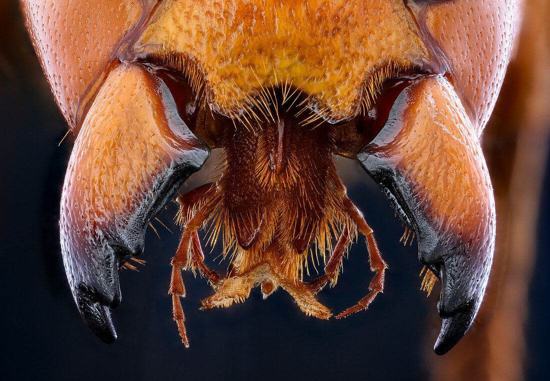 Asian giant hornet jaws