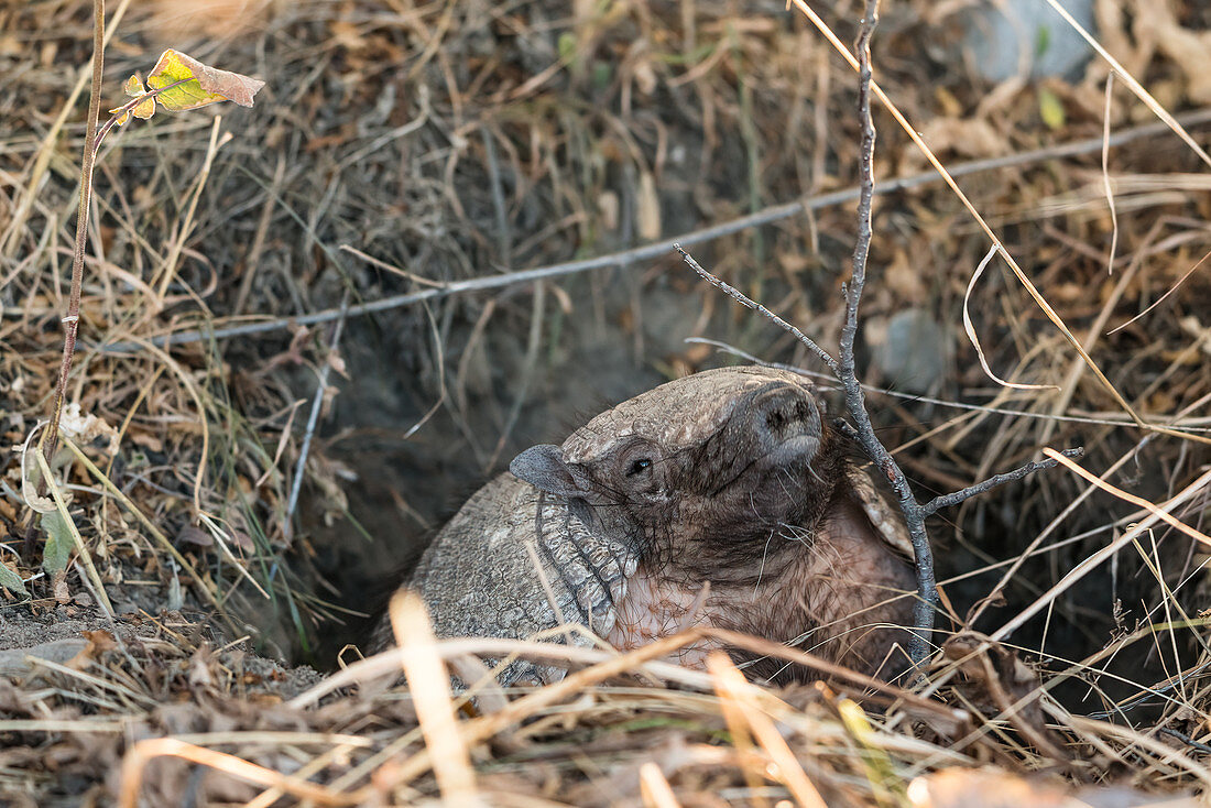 Big hairy armadillo in a burrow