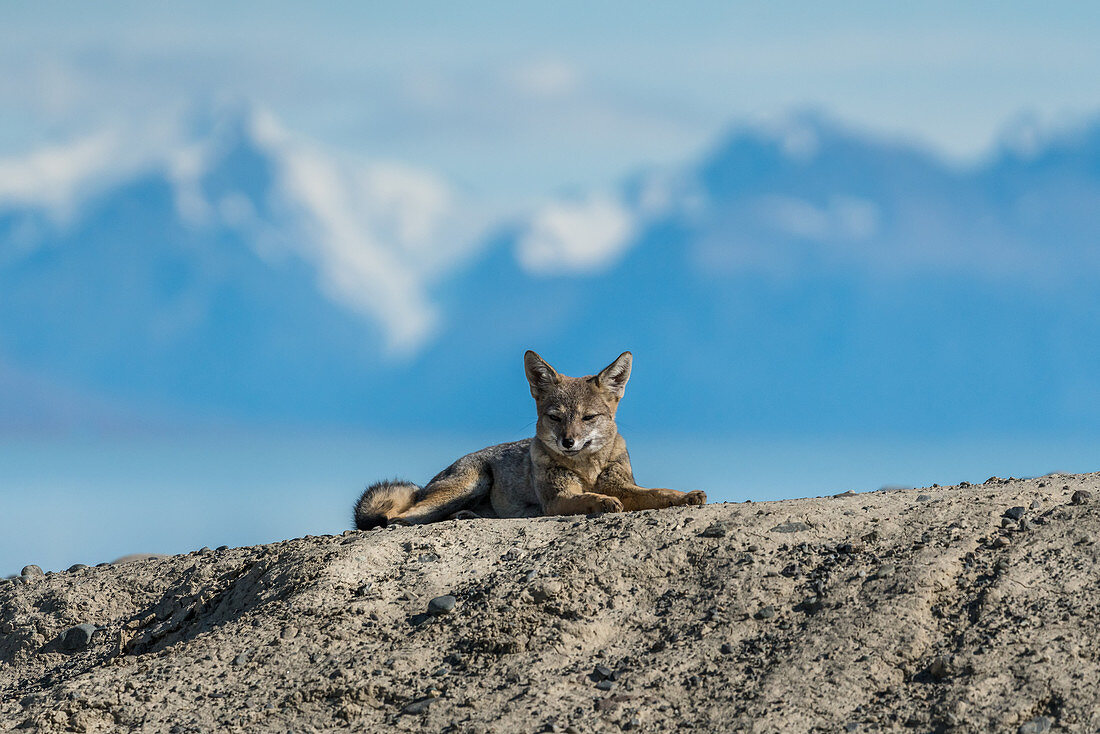 South American fox resting