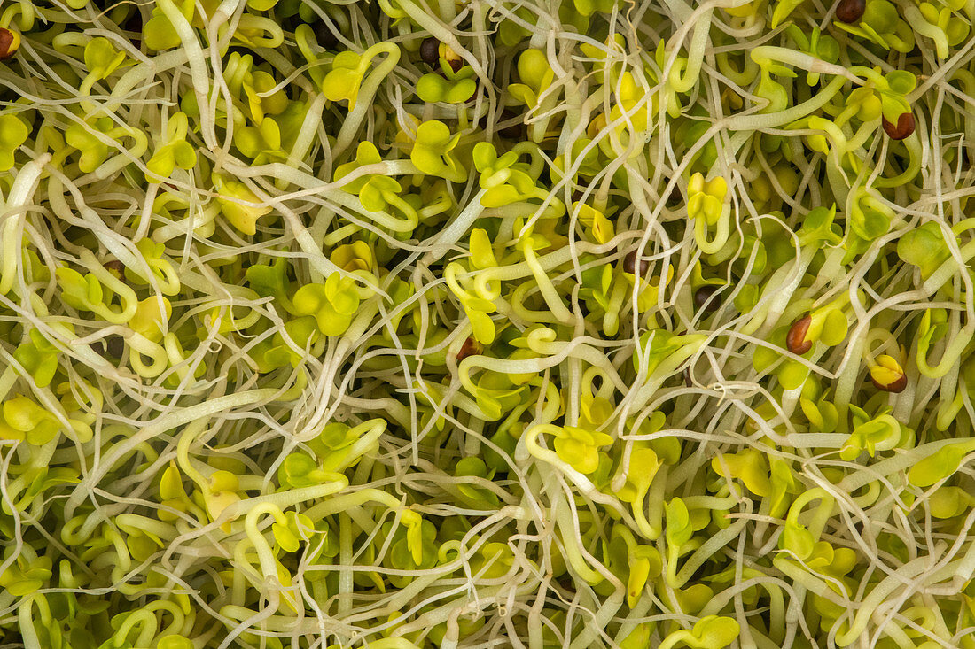 Organic sprouts