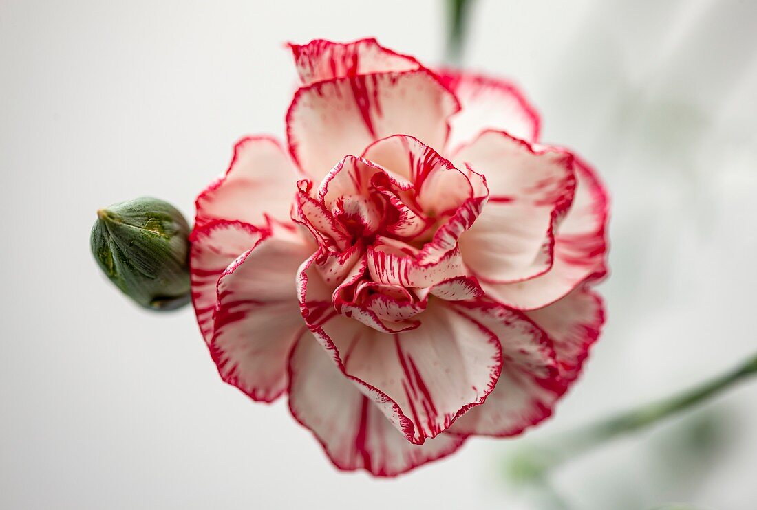 Carnation (Dianthus 'Time') flower