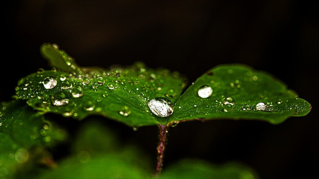 Raindrops on Aquilegia sp. leaf
