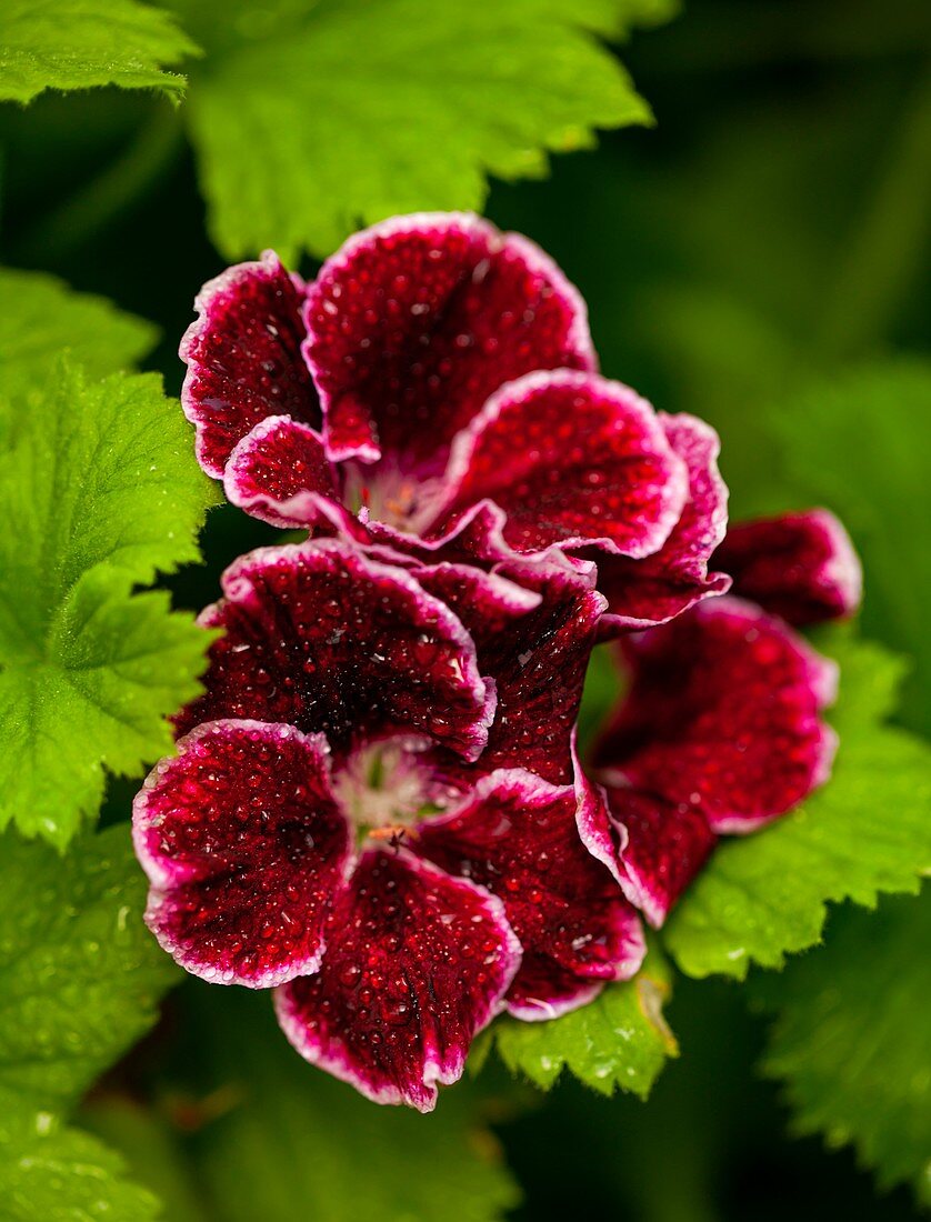 Geranium (Pelargonium 'South American Delight') flowers