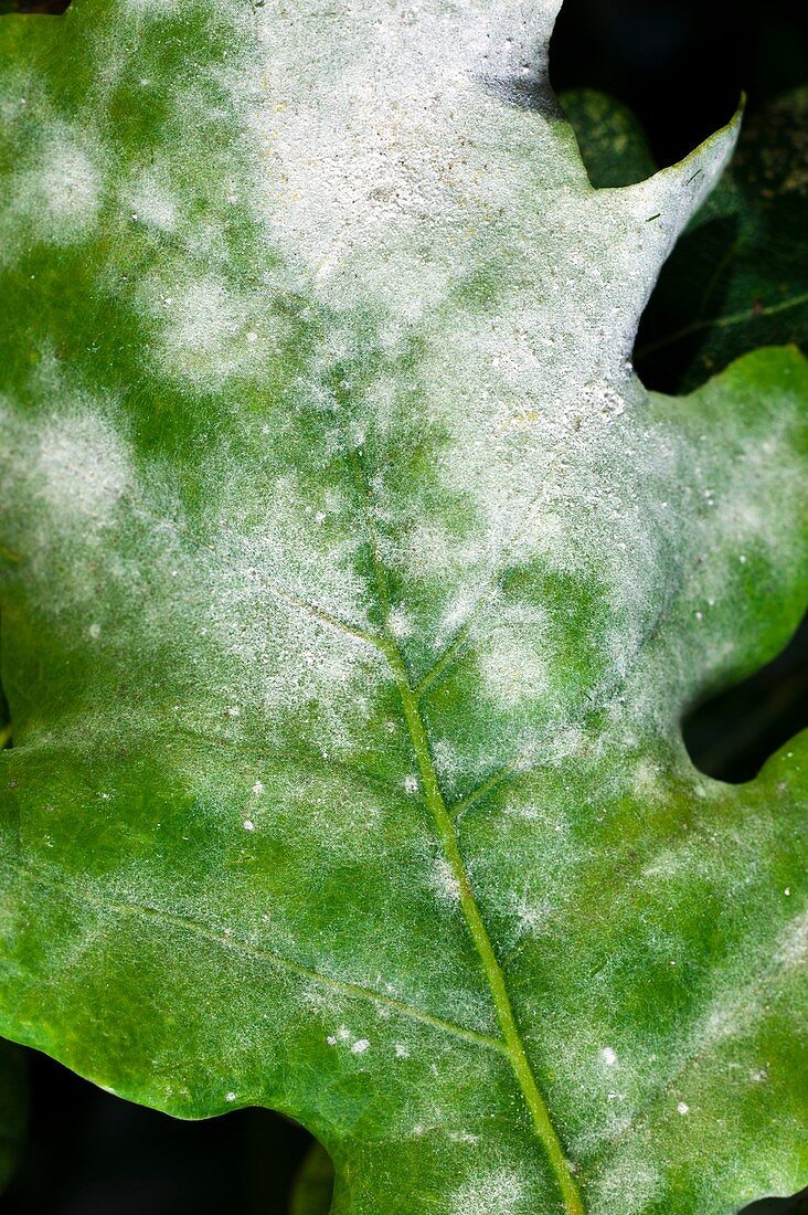 Oak mildew on a Quercus robur leaf