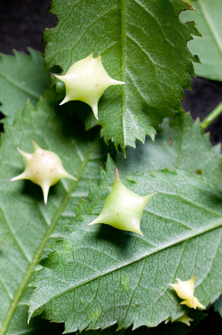 Spiked Pea Galls on Rosa canina leaves