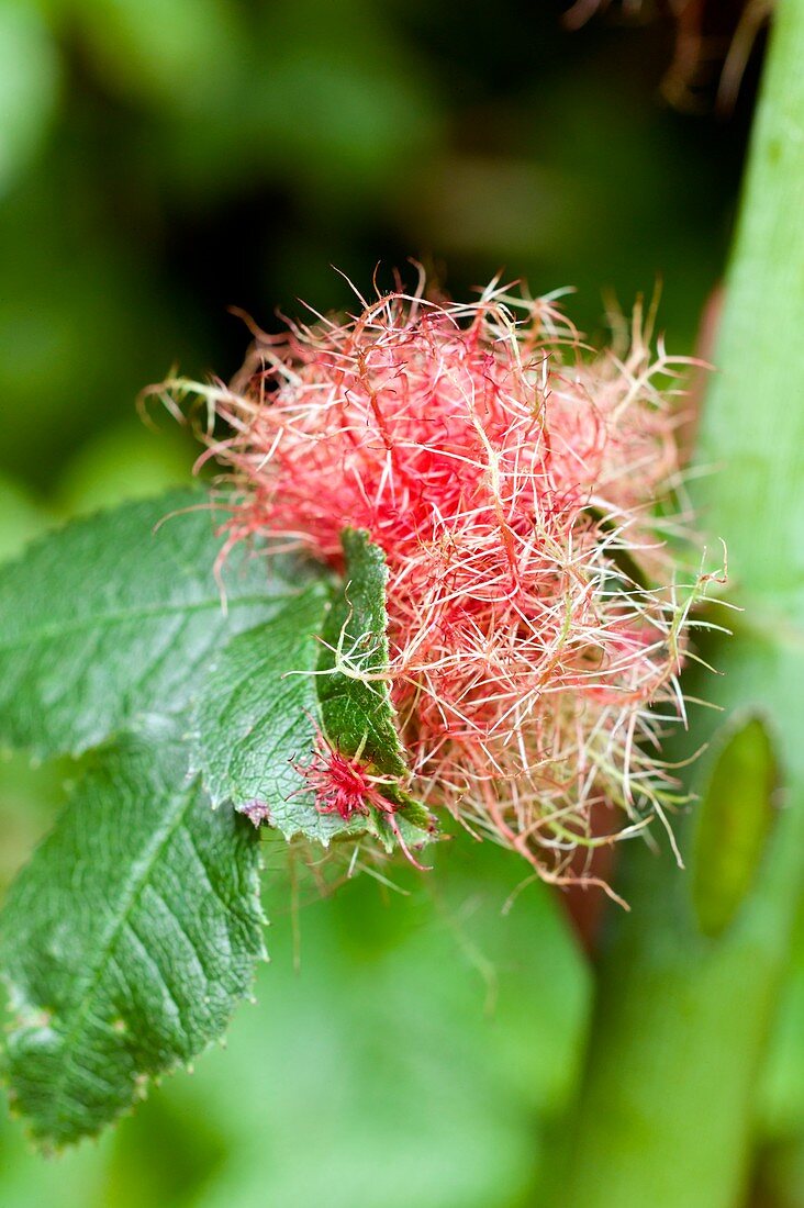 Bedegaur galls on a leaf of Rosa canina
