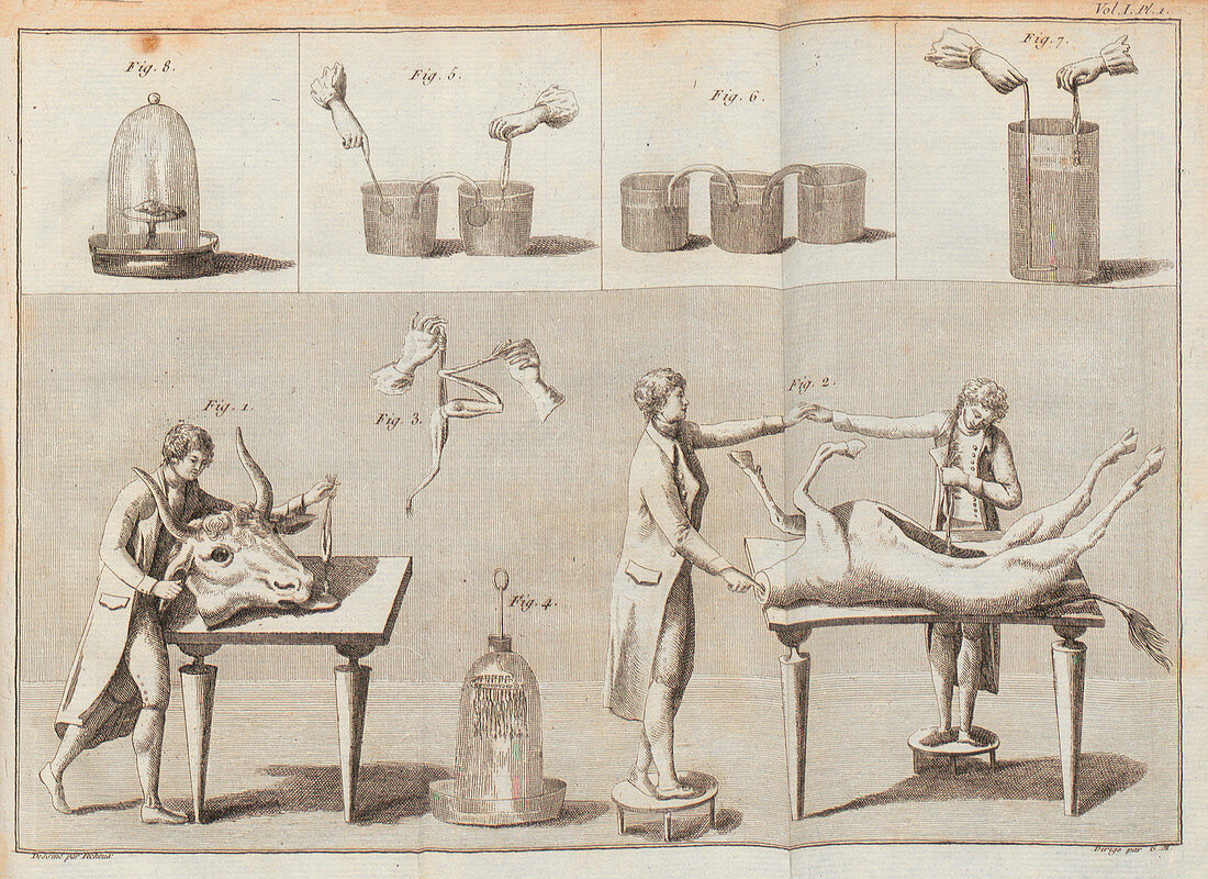 Galvani's ox experiments, illustration