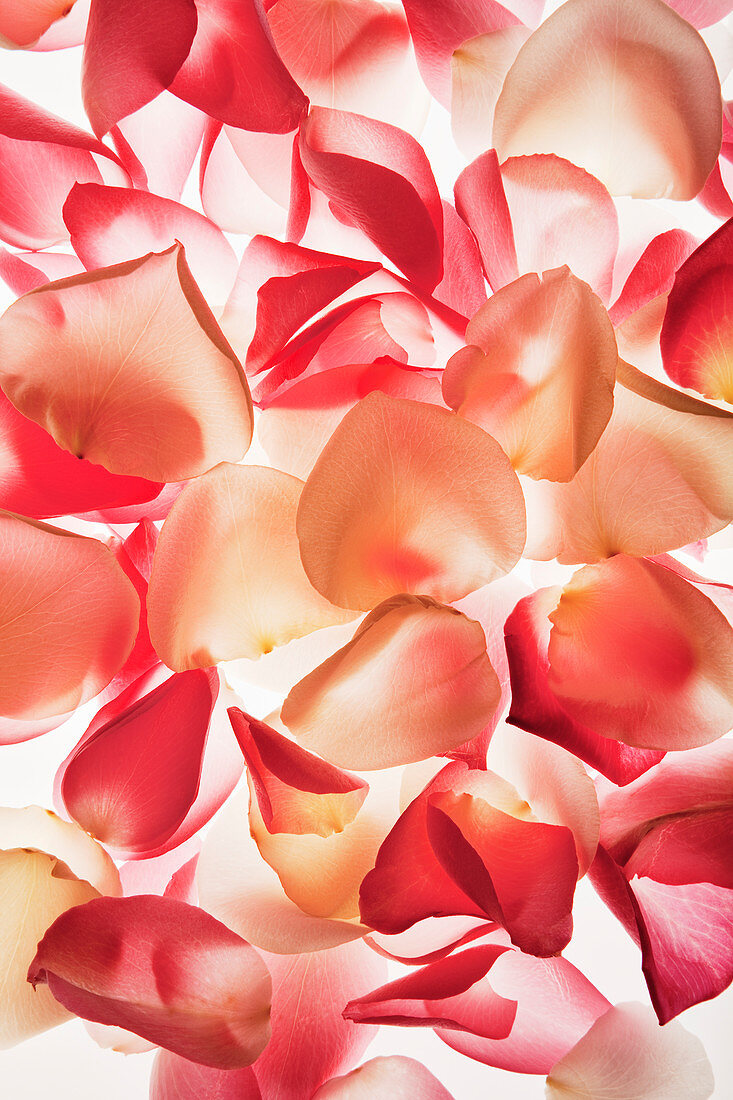 Close up of peach and pink flower petals
