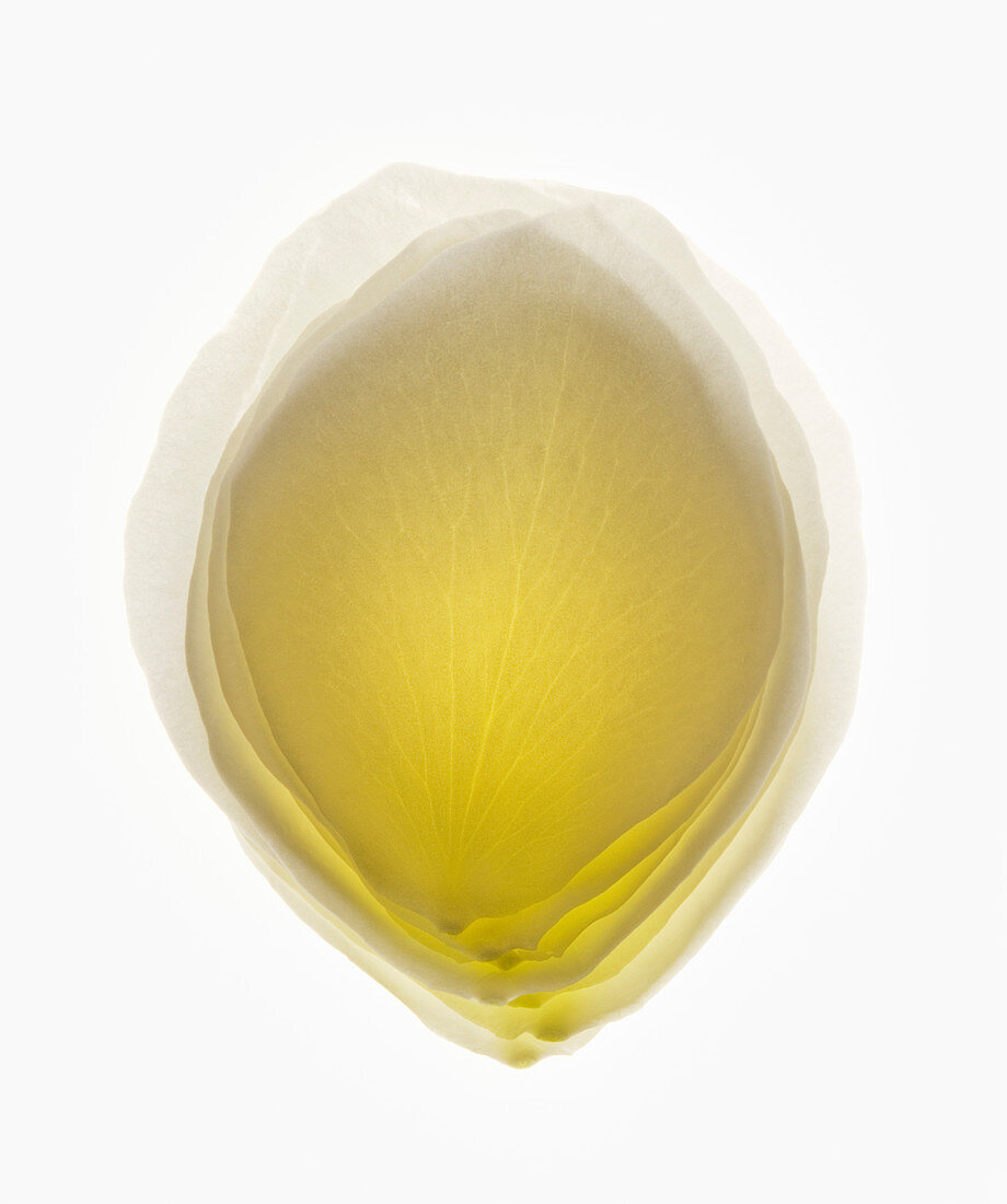 Close up of blurred, yellow flower petal