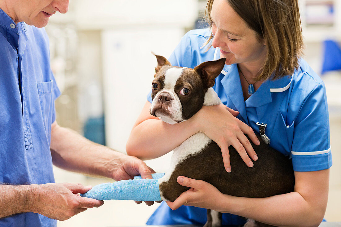 Veterinarians bandaging dog's leg