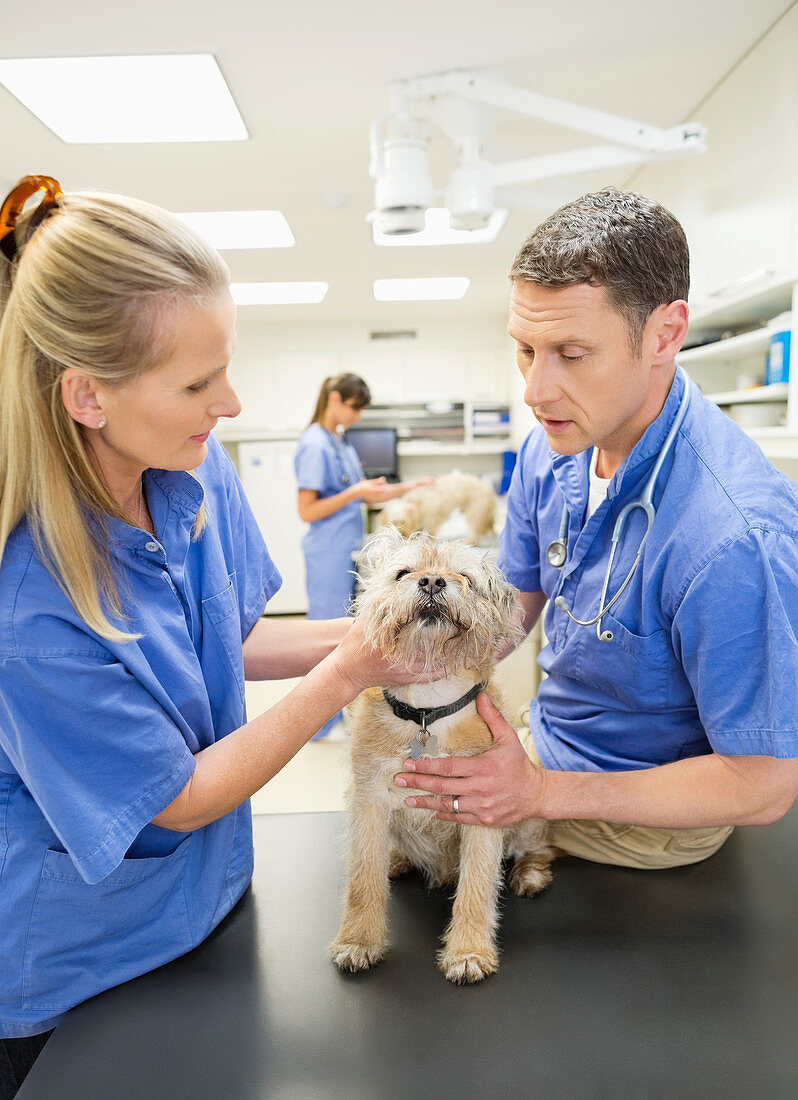 Veterinarians examining dog