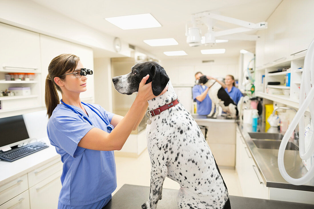 Veterinarian examining dog's ears