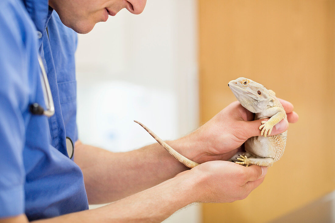Veterinarian examining lizard