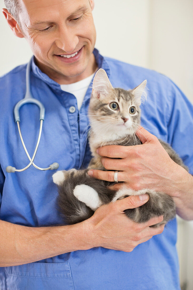 Veterinarian holding cat in vet's surgery
