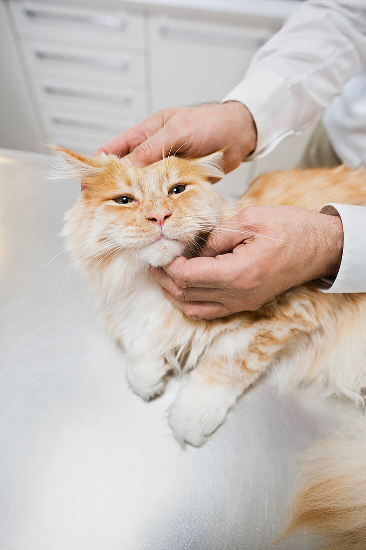 Veterinarian examining cat