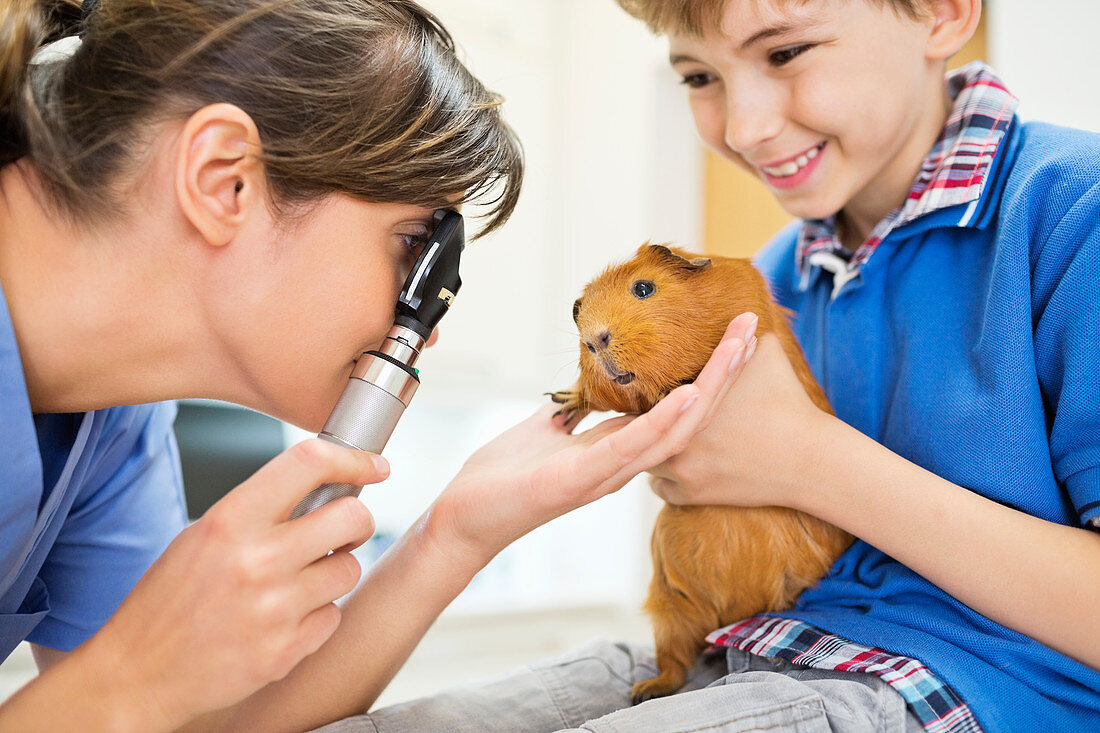 Boy holding guinea pig in vet examination