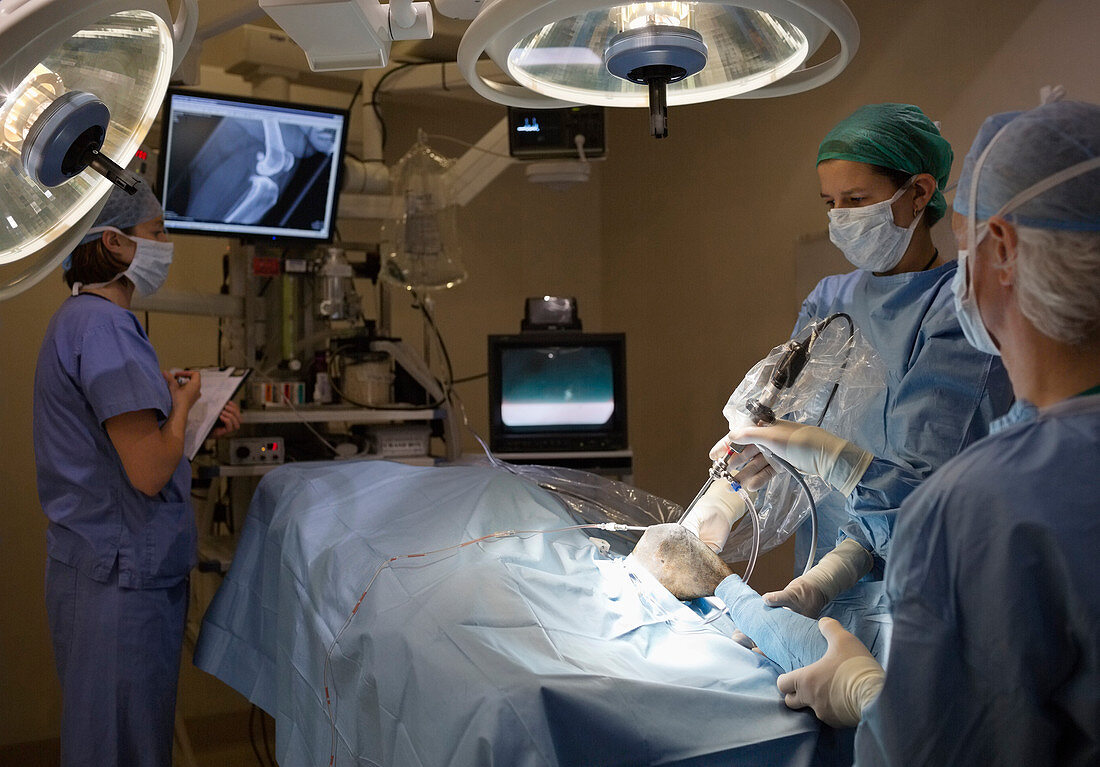 Surgeons in veterinary operating theater
