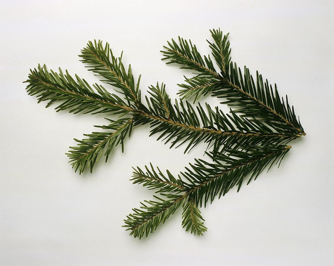 Pine branch against white background