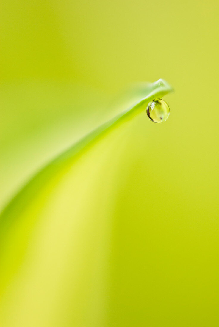Close up of water droplet on leaf